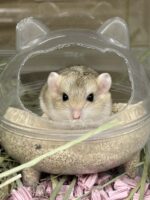 ファットテイルジャービル（チェコ産）ベビーの画像5