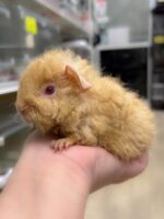 テディモルモットベビー♂（三毛）2026年5月生まれ｜ピュア☆アニマル（東京都大田区・エキゾチック専門店）の画像2