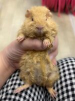 テディモルモットベビー♂（三毛）2026年5月生まれ｜ピュア☆アニマル（東京都大田区・エキゾチック専門店）の画像3