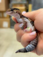 ニシアフリカトカゲモドキ（ノーマルストライプ）♂の画像1