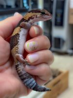 ニシアフリカトカゲモドキ（ノーマルストライプ）♂の画像2