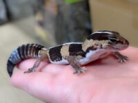 ニシアフリカトカゲモドキ（ノーマルストライプ）♂の画像3