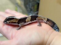 ニシアフリカトカゲモドキ（ノーマルストライプ）♂の画像4