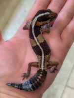 ニシアフリカトカゲモドキ（ノーマルストライプ）♂の画像5