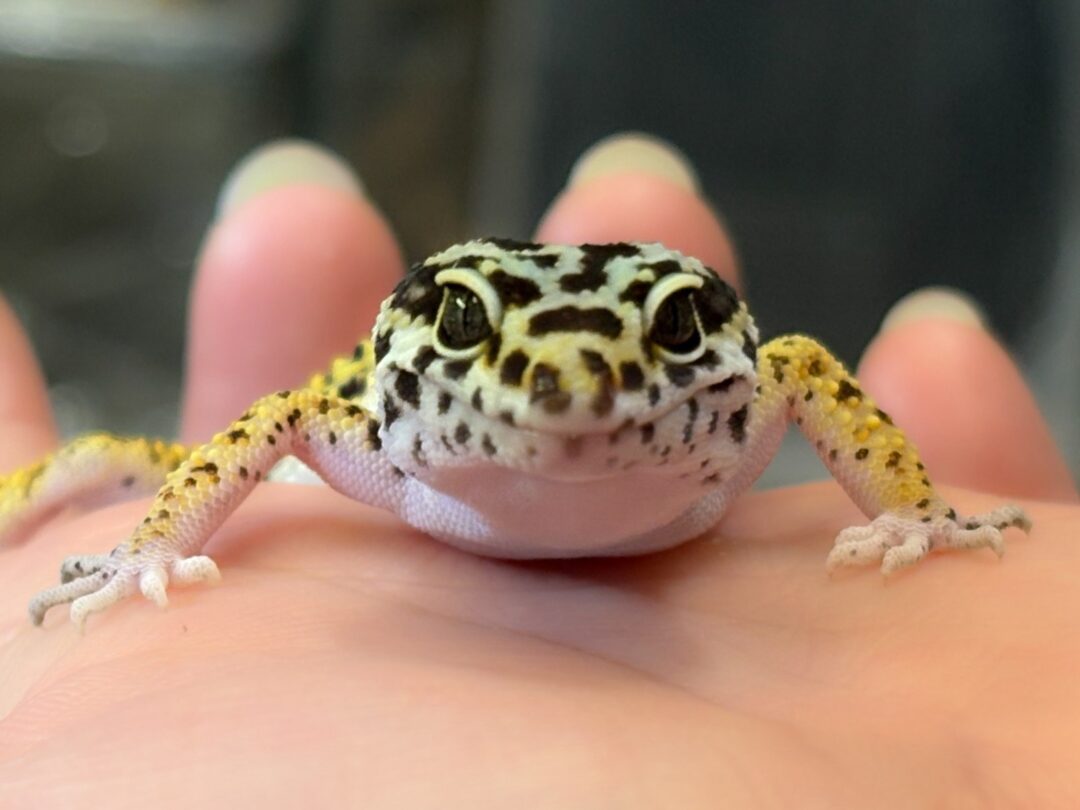 レオパ　ヒョウモントカゲモドキ ハイイエローのメイン画像