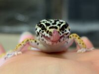 レオパ　ヒョウモントカゲモドキ ハイイエローの画像1