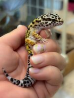 レオパ　ヒョウモントカゲモドキ ハイイエローの画像2