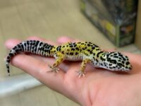 レオパ　ヒョウモントカゲモドキ ハイイエローの画像3