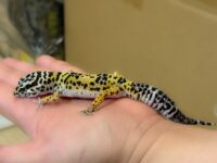レオパ　ヒョウモントカゲモドキ ハイイエローの画像4
