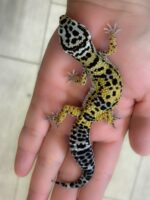 レオパ　ヒョウモントカゲモドキ ハイイエローの画像5