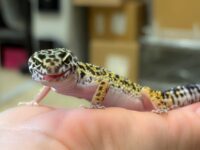 レオパ　ヒョウモントカゲモドキ ハイイエローの画像1