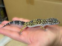レオパ　ヒョウモントカゲモドキ ハイイエローの画像2