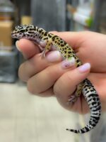 レオパ　ヒョウモントカゲモドキ ハイイエローの画像3