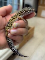 レオパ　ヒョウモントカゲモドキ ハイイエローの画像4