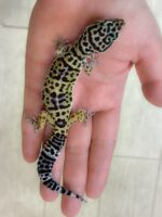 レオパ　ヒョウモントカゲモドキ ハイイエローの画像5