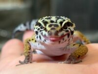 レオパ　ヒョウモントカゲモドキ ハイイエローの画像1