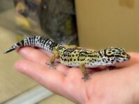 レオパ　ヒョウモントカゲモドキ ハイイエローの画像2