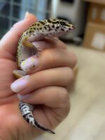 レオパ　ヒョウモントカゲモドキ ハイイエローの画像4