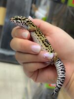 レオパ　ヒョウモントカゲモドキ ハイイエローの画像5