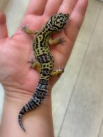 レオパ　ヒョウモントカゲモドキ ハイイエローの画像6