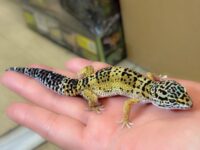 レオパ　ヒョウモントカゲモドキ ハイイエローの画像1