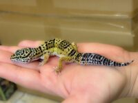 レオパ　ヒョウモントカゲモドキ ハイイエローの画像2