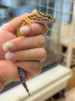 レオパ　ヒョウモントカゲモドキ ハイイエローの画像3