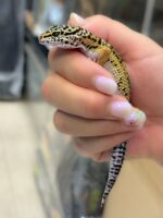 レオパ　ヒョウモントカゲモドキ ハイイエローの画像4