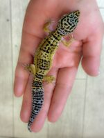 レオパ　ヒョウモントカゲモドキ ハイイエローの画像5