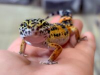 レオパ　ヒョウモントカゲモドキ ハイイエローの画像1