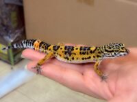 レオパ　ヒョウモントカゲモドキ ハイイエローの画像2