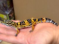レオパ　ヒョウモントカゲモドキ ハイイエローの画像3