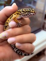 レオパ　ヒョウモントカゲモドキ ハイイエローの画像4