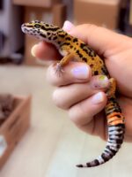 レオパ　ヒョウモントカゲモドキ ハイイエローの画像5