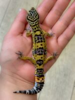レオパ　ヒョウモントカゲモドキ ハイイエローの画像6