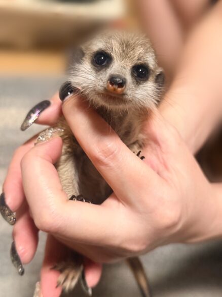 ミーアキャット（新生児） 【ご予約画面】のメイン画像