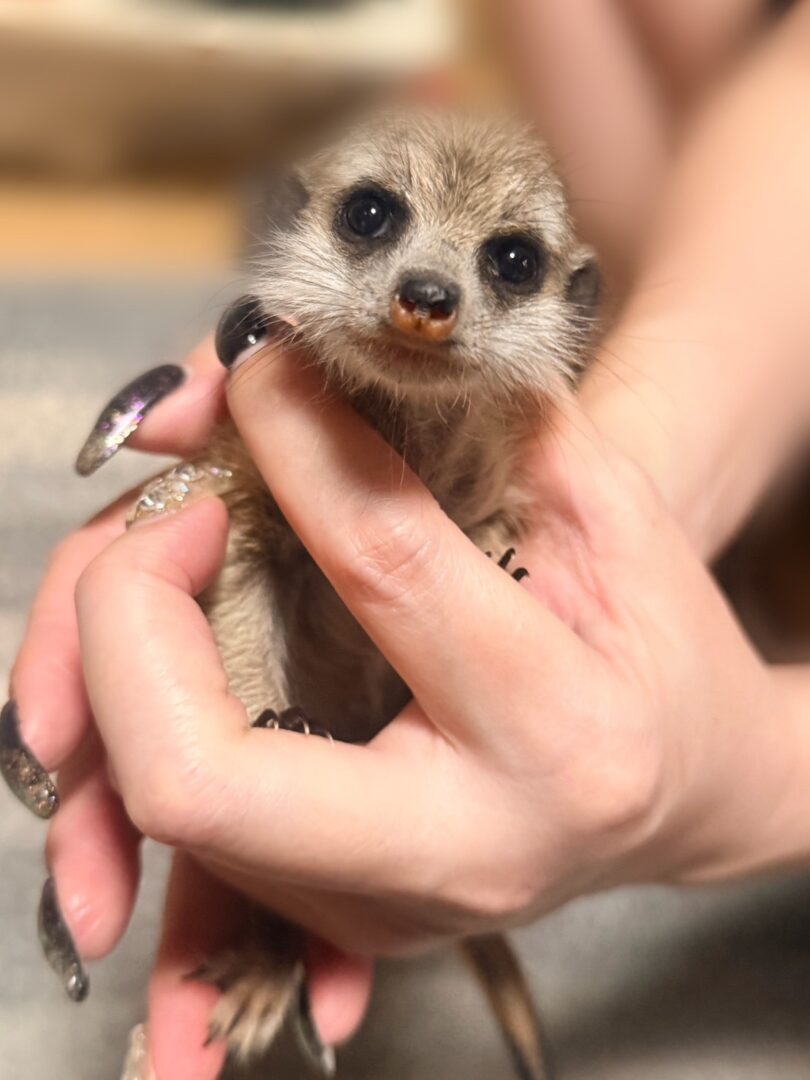 ミーアキャット（新生児） 【ご予約画面】のメイン画像