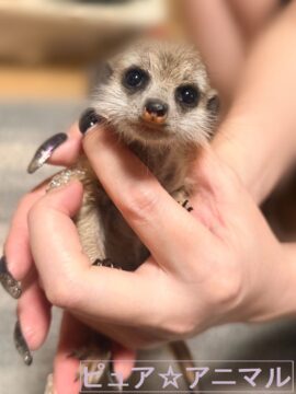 ミーアキャット(新生児) 【ご予約画面】の画像
