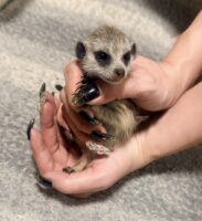 ミーアキャット（新生児） 【ご予約画面】の画像2