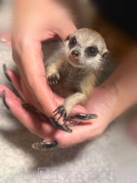 ミーアキャット(新生児) 【ご予約画面】の画像