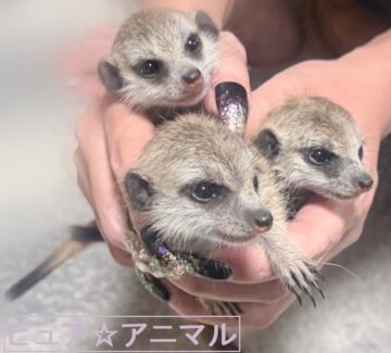 ミーアキャット(新生児) 【ご予約画面】の画像