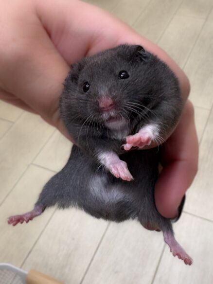ゴールデンハムスターのメイン画像