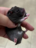 ゴールデンハムスターの画像1