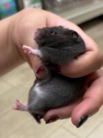 ゴールデンハムスターの画像2