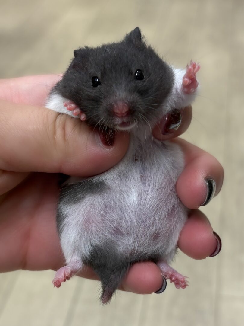 ゴールデンハムスターのメイン画像