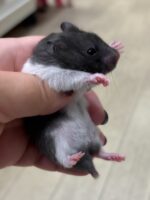 ゴールデンハムスターの画像1