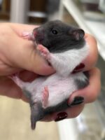 ゴールデンハムスターの画像2