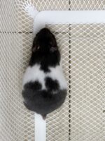 ゴールデンハムスターの画像3