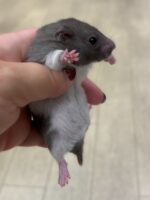 ゴールデンハムスターの画像1