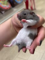 ゴールデンハムスターの画像2